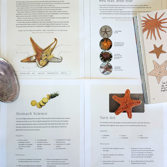 Ocean 1: Decorator Crab, Sawfish, Seahorse, Sea Star