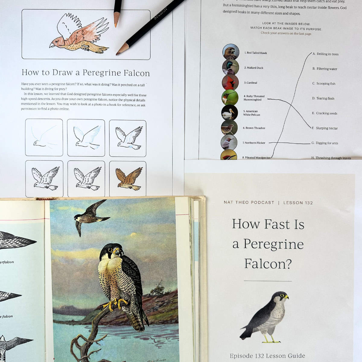 Birds 1: Woodpecker, Ostrich, Shoebill, Peregrine Falcon