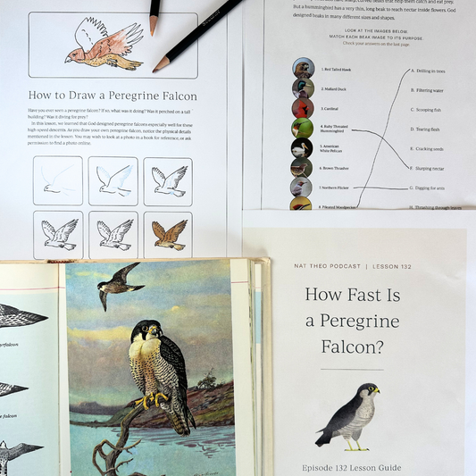 Birds 1: Woodpecker, Ostrich, Shoebill, Peregrine Falcon
