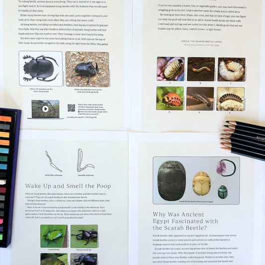 Insect 1: Dung Beetle, Inchworm, Mosquito, Housefly