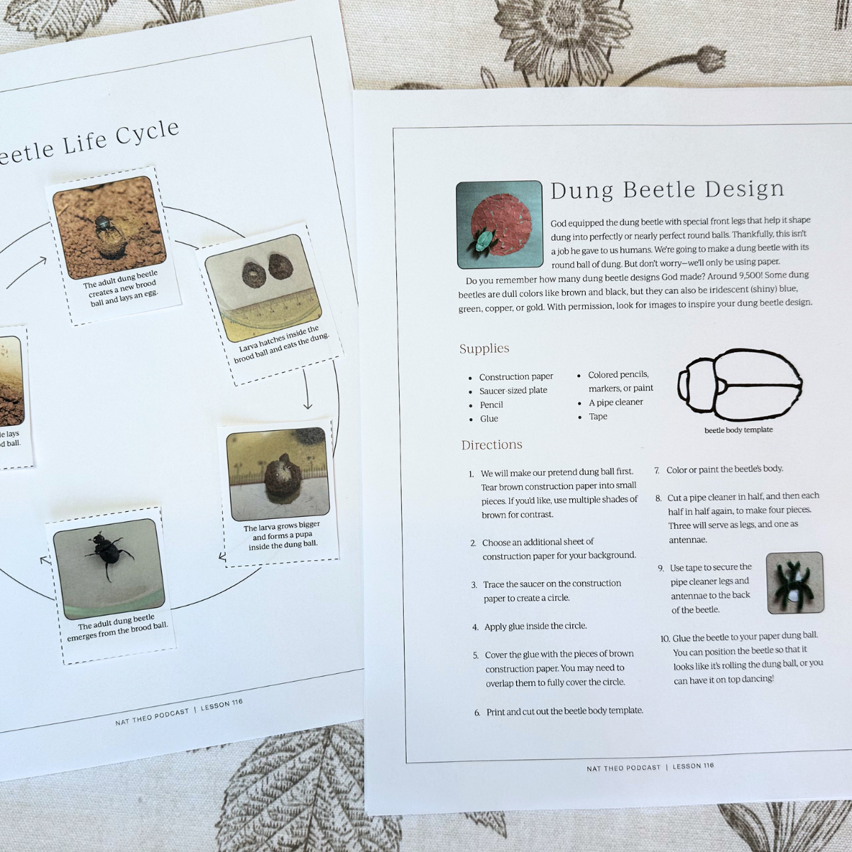 Insect 1: Dung Beetle, Inchworm, Mosquito, Housefly