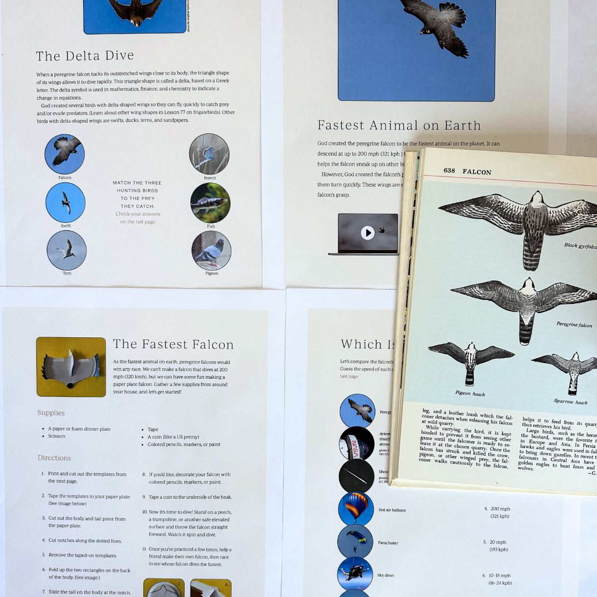 Birds 1: Woodpecker, Ostrich, Shoebill, Peregrine Falcon