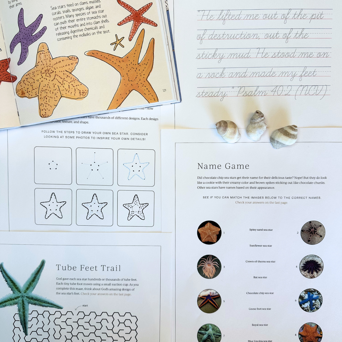 Ocean 1: Decorator Crab, Sawfish, Seahorse, Sea Star