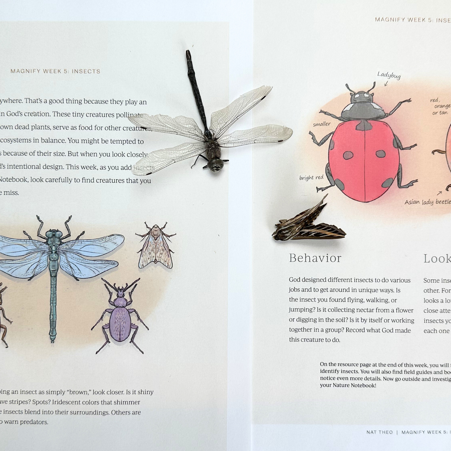 Magnify: A Wild and Wonderful Summer Adventure