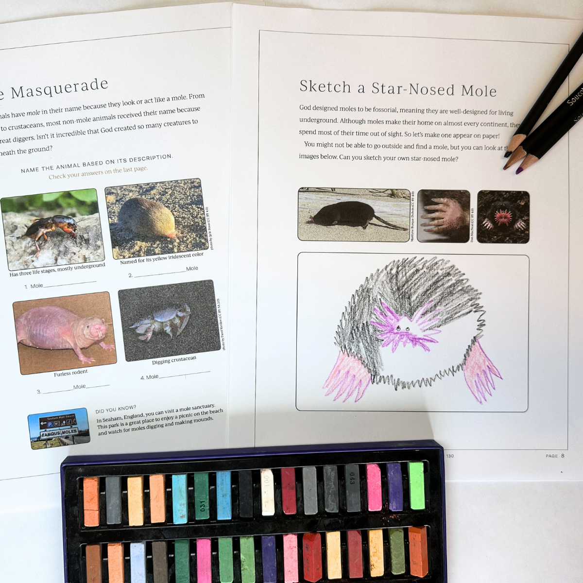 Mammal 1: Moose, Porcupine, Rabbit, Star-nosed Mole