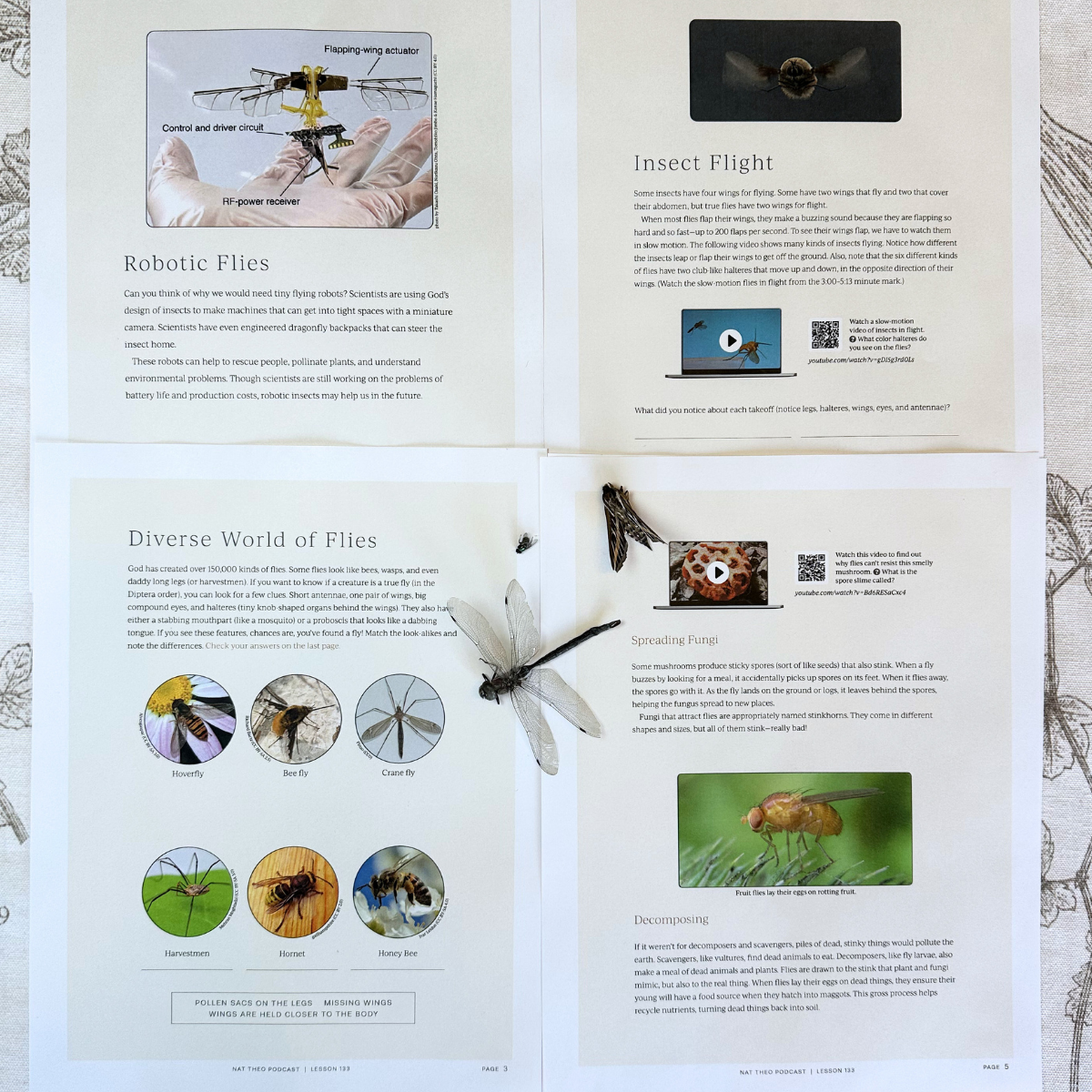 Insect 1: Dung Beetle, Inchworm, Mosquito, Housefly