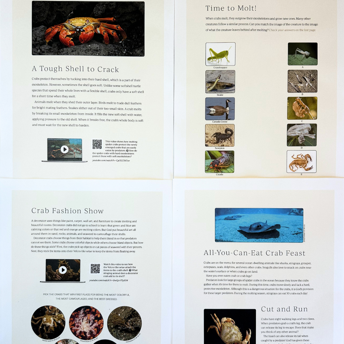 Ocean 1: Decorator Crab, Sawfish, Seahorse, Sea Star