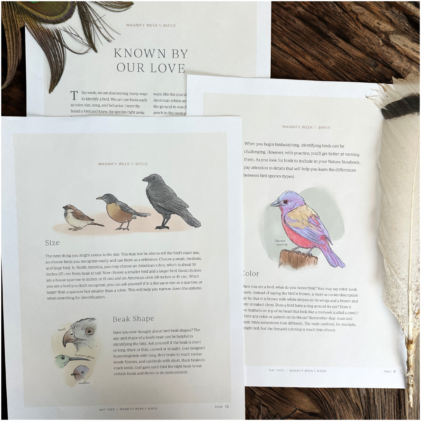 Magnify: A Wild and Wonderful Summer Adventure