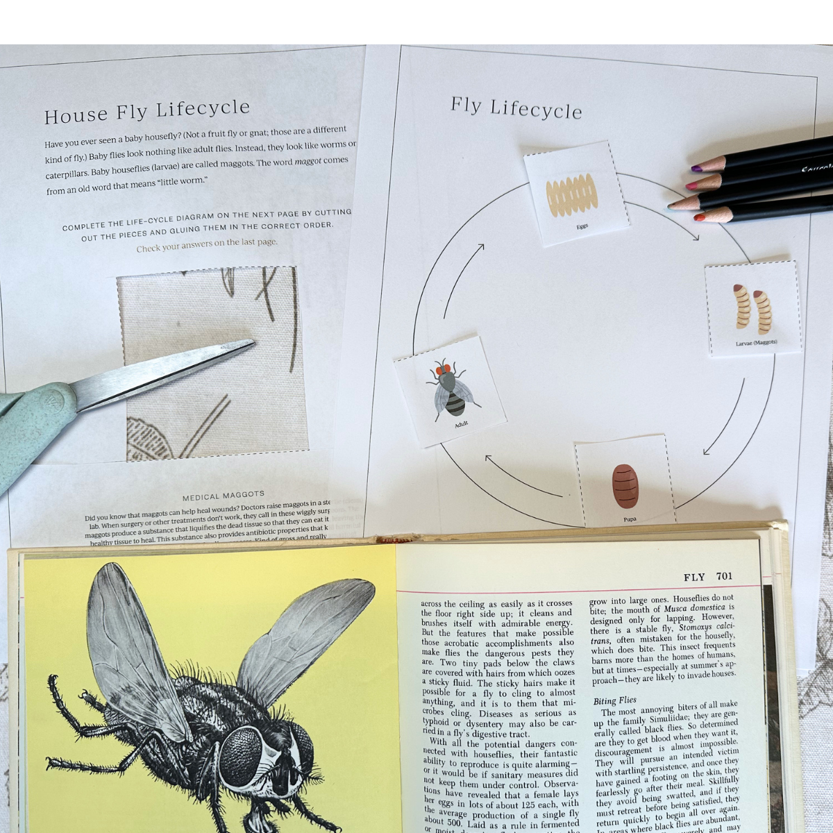 Insect 1: Dung Beetle, Inchworm, Mosquito, Housefly