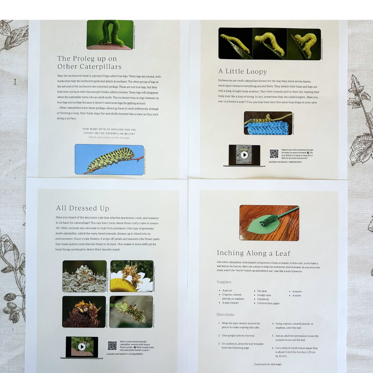 Insect 1: Dung Beetle, Inchworm, Mosquito, Housefly