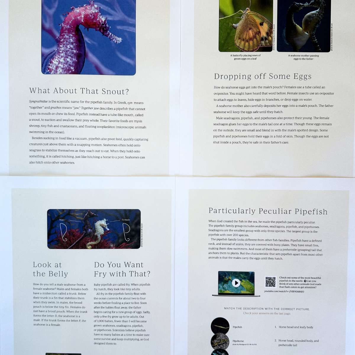 Ocean 1: Decorator Crab, Sawfish, Seahorse, Sea Star