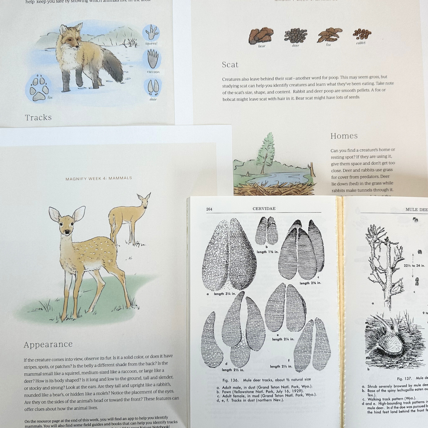 Magnify: A Wild and Wonderful Summer Adventure