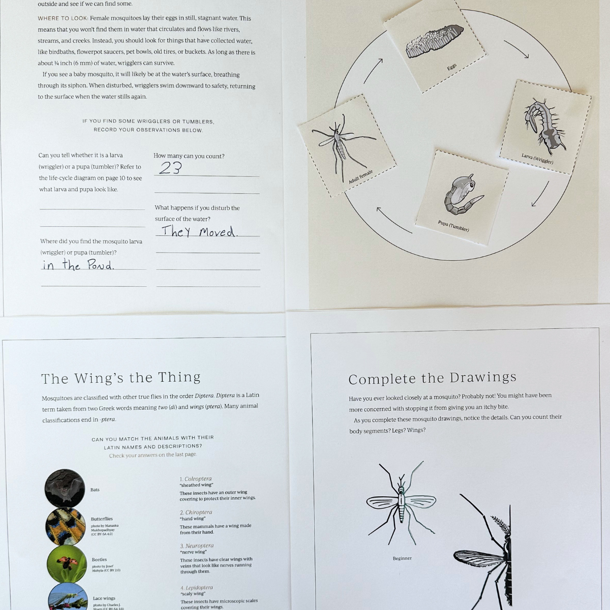 Insect 1: Dung Beetle, Inchworm, Mosquito, Housefly